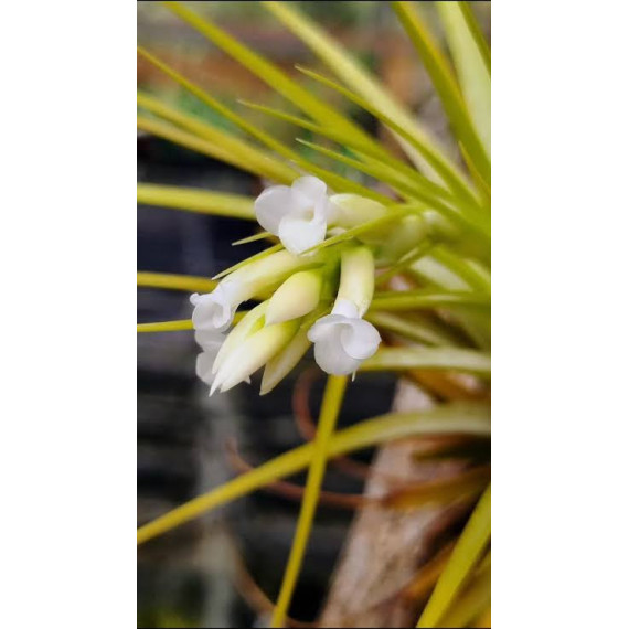 Tilandsia Tenuifolia Alba