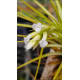 Tilandsia Tenuifolia Alba