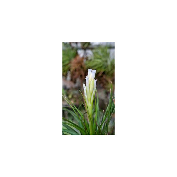 Tilandsia Tenuifolia Alba