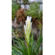Tilandsia Tenuifolia Alba