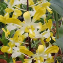 Dendrobium Banana Royal (denphal)  - AD
