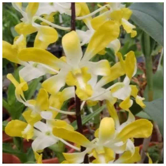 Dendrobium Banana Royal (denphal)  - AD