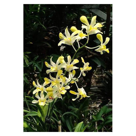Dendrobium Banana Royal (denphal)  - AD
