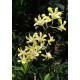 Dendrobium Banana Royal (denphal)  - AD