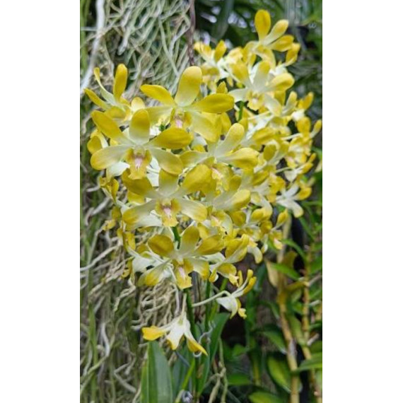 Dendrobium Banana Royal (denphal)  - AD