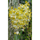 Dendrobium Banana Royal (denphal)  - AD