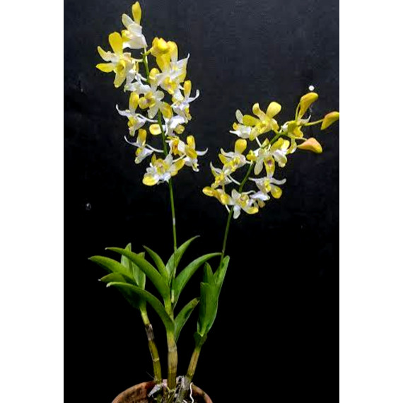 Dendrobium Banana Royal (denphal)  - AD