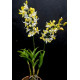 Dendrobium Banana Royal (denphal)  - AD