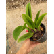 Blc. Rugeley's Mill Mendehal - AD