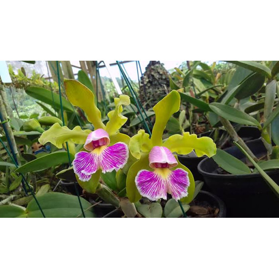Cattleya Schilleriana Semi Alba - AD