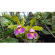 Cattleya Schilleriana Semi Alba - AD