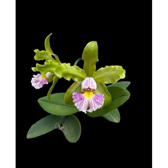 Cattleya Schilleriana Semi Alba - AD