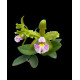 Cattleya Schilleriana Semi Alba - AD
