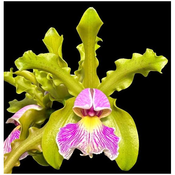 Cattleya Schilleriana Semi Alba - AD
