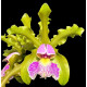 Cattleya Schilleriana Semi Alba - AD