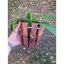 Phalaenopsis no Cachepot - SALDÃO (1 UNID.)