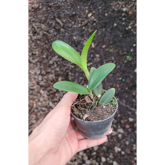 Cattleya Velutina - T3
