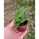 Laelia Alaorii var. Albescens - NBS
