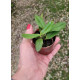 Laelia Alaorii var. Albescens - NBS