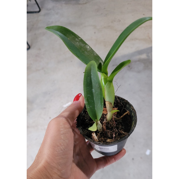 Cattleya Aurantiaca Mishima Spots - Muda