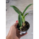 Cattleya Aurantiaca Mishima Spots - Muda