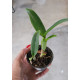 Cattleya Aurantiaca Mishima Spots - Muda