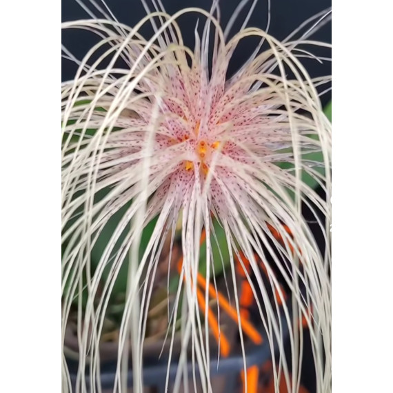 Bulbophyllum Medusae - SALDÃO