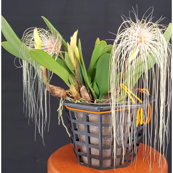Bulbophyllum Medusae - SALDÃO
