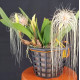 Bulbophyllum Medusae - SALDÃO