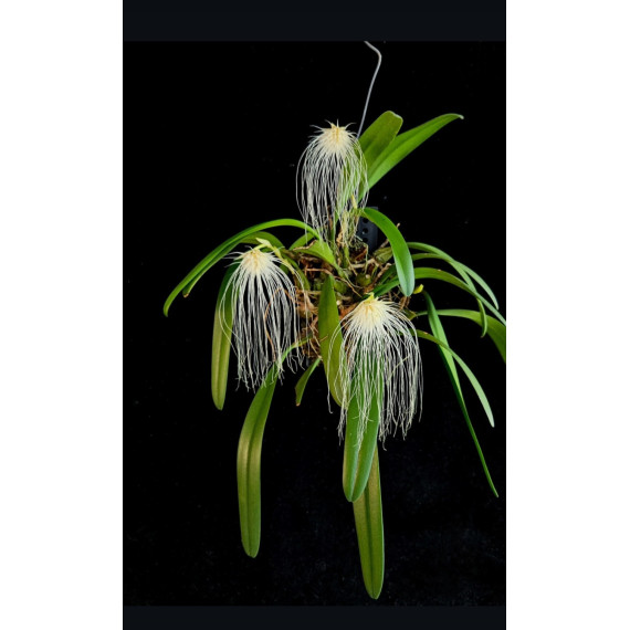 Bulbophyllum Medusae - SALDÃO