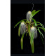 Bulbophyllum Medusae - SALDÃO