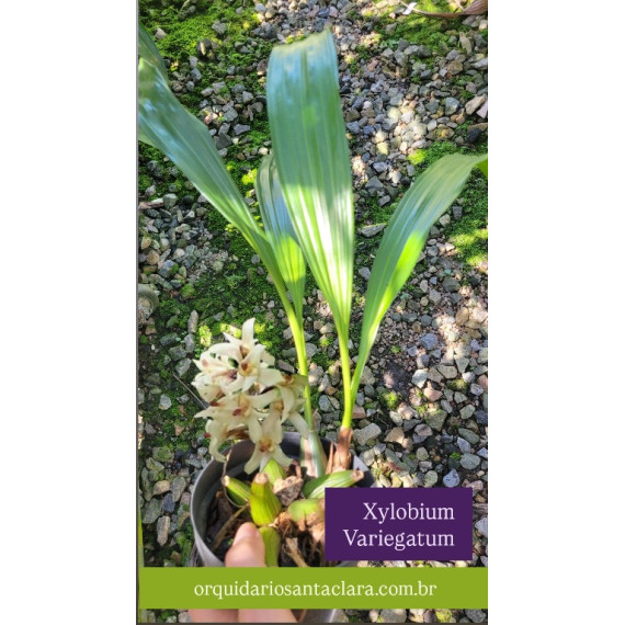 Xylobium Variegatum - AD