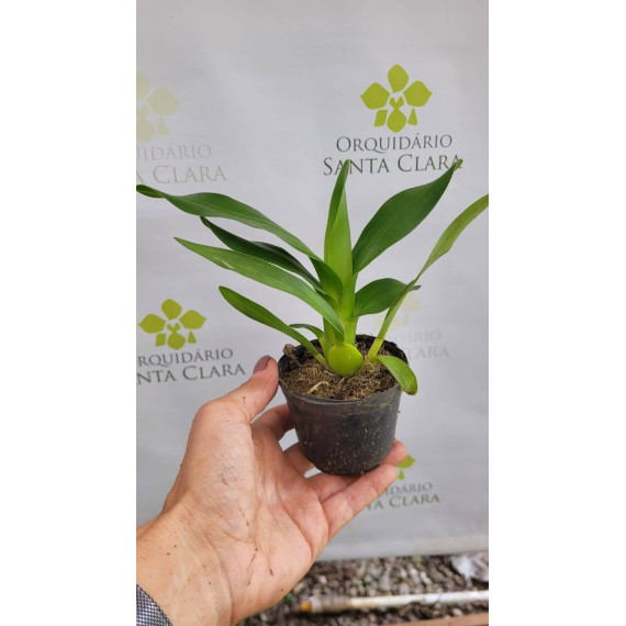 Oncidium Volcano Hula Halau - Muda