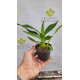 Oncidium Volcano Hula Halau - Muda