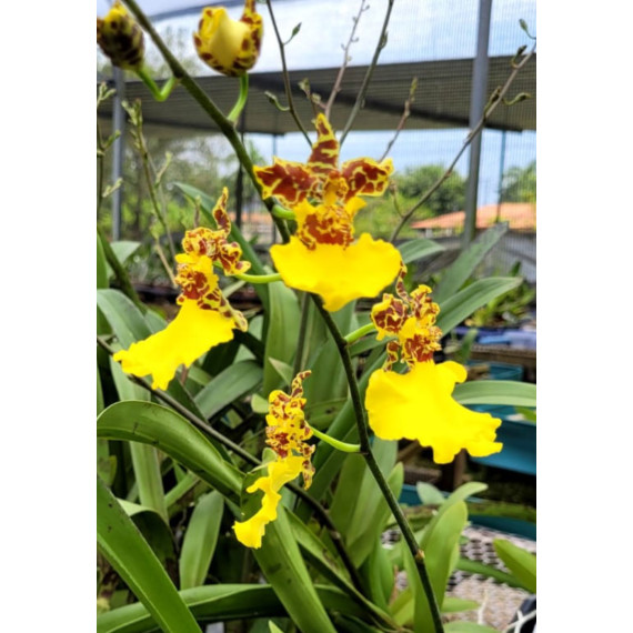 Oncidium Jiuhbao Gold - AD