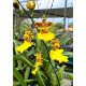 Oncidium Jiuhbao Gold - AD