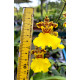 Oncidium Jiuhbao Gold - AD