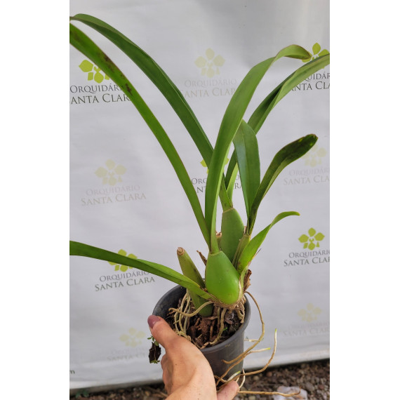 Oncidium Jiuhbao Gold - AD