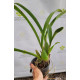 Oncidium Jiuhbao Gold - AD