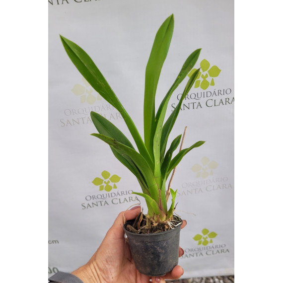 Oncidium KPS Snow - AD
