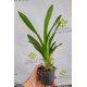 Oncidium KPS Snow - AD