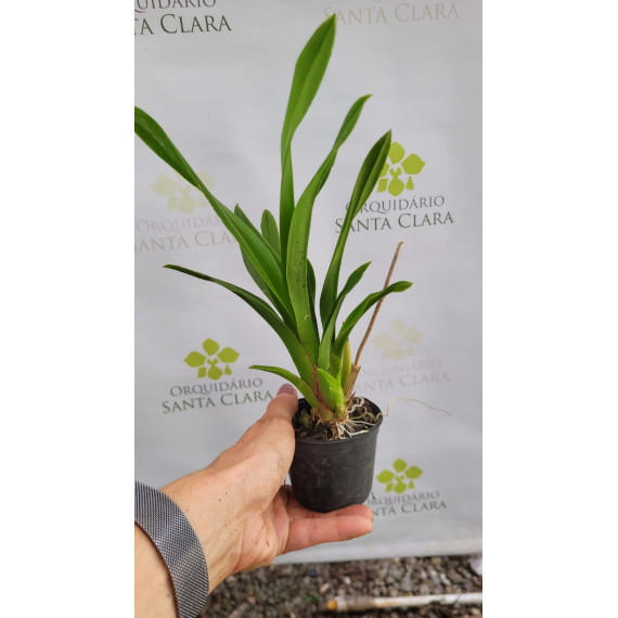 Oncidium KPS Snow - AD