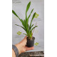 Oncidium KPS Snow - AD