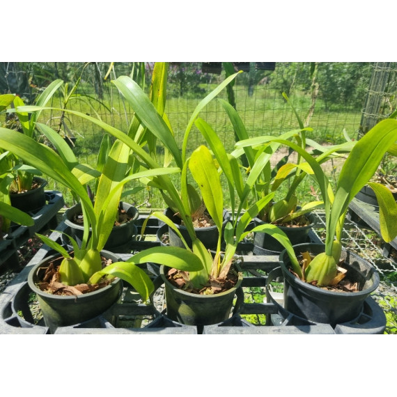 Oncidium Auricula - AD