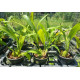 Oncidium Auricula - AD