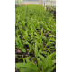 Oncidium Twinkle Mesclado - AD