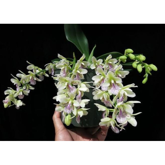 Phalaenopsis Japônica (Sedirea) - NBS