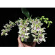 Phalaenopsis Japônica (Sedirea) - NBS