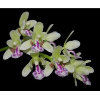 Phalaenopsis Japônica (Sedirea) - NBS