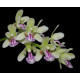 Phalaenopsis Japônica (Sedirea) - NBS